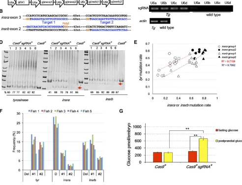 Figure 3 Simultaneous inactivation of insra and insrb impairs glucose homeostasis. (A) Schematic of the sgRNA-expressing transgene