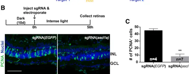 Figure 6 Retinal-speciManntion thanascl1aage-induced regeneration. (A) Sequence ofget regions