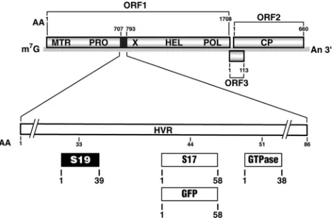 FIG 1 Diagram of the HEV genome summarizing the location and size, inamino acids, of nonviral sequences inserted into the HVR region