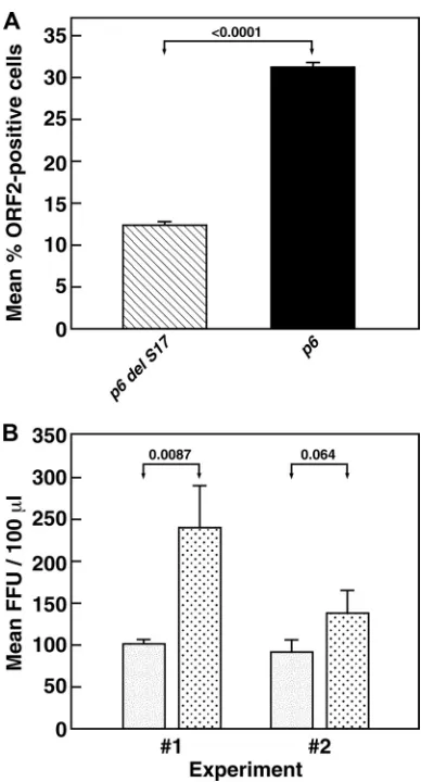 FIG 8 Genomes or viruses encoded by p6 can replicate in, and infect swineLLC-PK1 cells