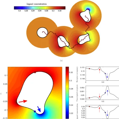 Fig. 10. Simulation of cell migration in an initially homogeneous chemotactic ﬁeld. (a) Cell outlines and ligand ﬁeld at equal time intervals; (b) Close-upshowing the generation of a pseudopod pushing outwards (blue arrow) and a retracting older pseudopod 