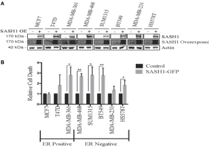 Figure 1: SASH1 protein expression in breast cancer cell lines. Breast cancer cell lines were analysed for expression of SASH1 by immunoblotting