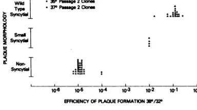 FIG. 3.paredstrictivefrom Plaque morphology of clones of ts-2 com- with efficiency of plaque formation at the re- temperature (38QC)