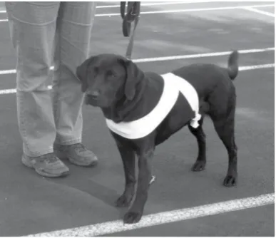 Figure 1. Bodywork: Application of the wrap. This wrap is applied in a figure of eight (half wrap) and is useful for calming excitable or fearful dogs