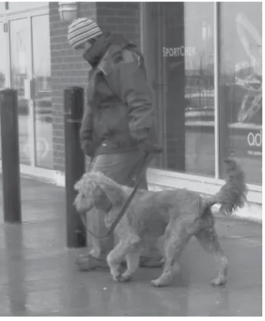 Figure 5. Negotiating a traditional guide dog training obstacle course in balance after TTouch training
