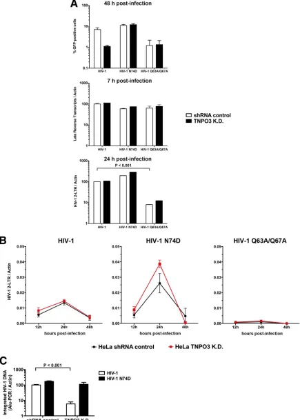 FIG 1 TNPO3-deﬁcient cells block HIV-1 infection after nuclear import but prior to integration