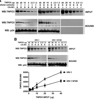 FIG 2 Binding of TNPO3 to HIV-1 capsid-nucleocapsid complexes. (A) The indicated amounts of recombinant TNPO3 protein were incubated with HIV-1CA-NC complexes at room temperature for 1 h in the presence of cellular extracts or capsid-binding buffer
