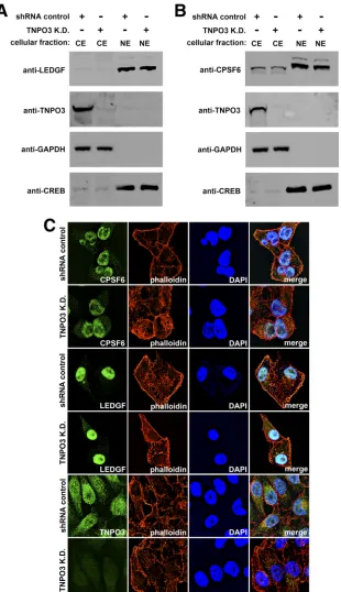 FIG 3 Subcellular localization of LEDGF and CPSF6 in TNPO3-depleted cells. (A and B) To determine the cellular localization of LEDGF and CPSF6, HeLaTNPO3 knockdown cells (TNPO3 K.D.) or HeLa cells transduced with the empty vector pLKO.1 (shRNA control) wer