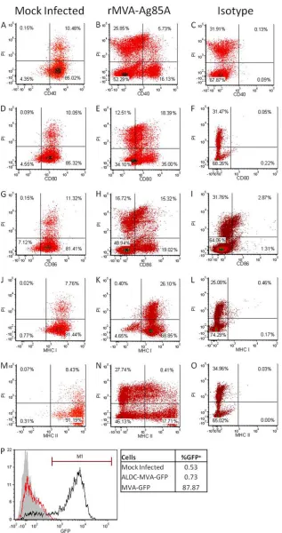 FIG 8 Infection by MVA downregulates expression of costimulatory molecules, MHC-I, and MHC-II in both infected and noninfected ALDC
