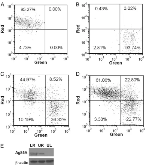 FIG 5 Apoptotic bodies from MVA-infected cells are phagocytized by nonin-fected DC. PKH-67-labeled ALDC were infected with rMVA-Ag85A (MOI3) as described in Materials and Methods and cultured overnight at 37°C.PKH-46-labeled autologous ALDC were then added