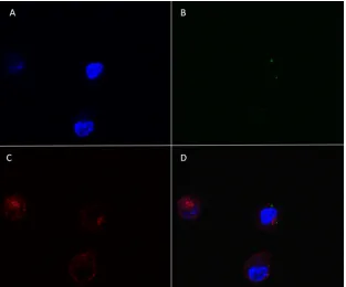 FIG 6 Apoptotic bodies from MVA-infected DC are taken up by noninfected ALDC. PKH-67-labeled ALDC (green) were infected with rMVA-Ag85A (MOI �3) as described in Materials and Methods and cultured overnight at 37°C