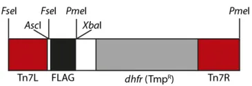 Figure 1 Schematic of the Tn7-FLAG construct. Areas indicated by redare Tn7 left and right ends