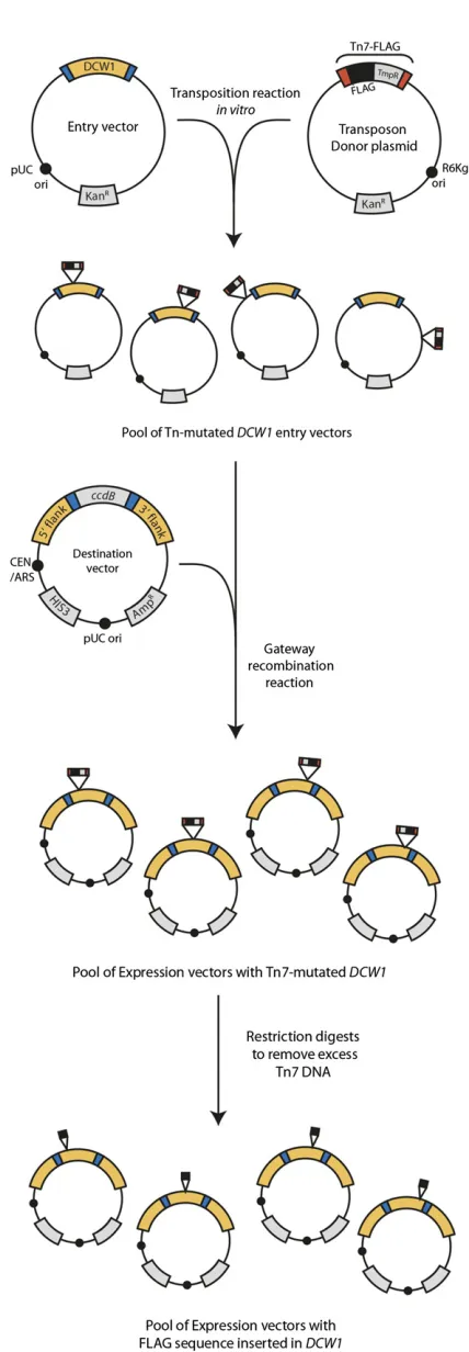 Figure 2 Overview of mutagenesis workhave a Tn7-FLAG inserted in ﬂow. An in vitro mutagenesisreaction introduces the Tn7-FLAG transposon randomly throughout thetarget entry vector (here, DCW1)