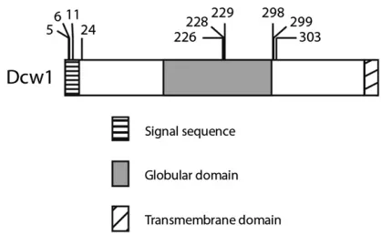 Figure 3 Location of FLAG insertions in functional DCW1-FLAG alleles.Domain structure of Dcw1 is based on predictions from ELM