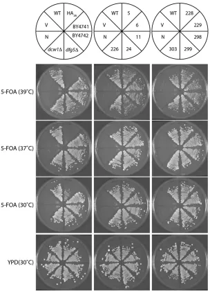 Figure 4 Select“ DCW1-FLAG isolates rescue synthetic lethal-ity of dcw1D dfg5D mutants