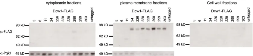 Figure 5 Western blot analysis of Dcw1-FLAG expression inin each fraction. Wells are labeled with the amino acid site of the FLAG tag within Dcw1