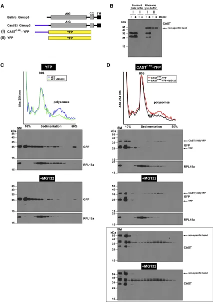 Figure 5 The CASTYFP. Total cell lysates from HEK293 cells transfected with the indicated cDNAs were prepared with the ribosome lysis buffer and separated on 10illustration of the Gimap3 and YFP constructs