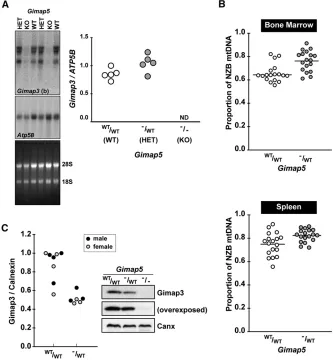 Figure 6 Genetic loss ofand mtDNA segregation. (A) Northern blot ofspleen total RNA from wild-typeindicated by the line through the scatter plot.Mice were 70 days of postnatal age at the timeof sampling