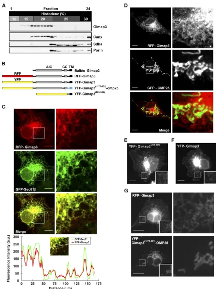 Figure 2 Gimap3 localizes to the endoplasmic reticulum. (A) Sedimentation pro(C) Confocal images of COS-7 cells cotransfected with a chimeric RFP(D) Confocal images and inset magniare mitochondrial proteins localized in the matrix and outer membrane respec