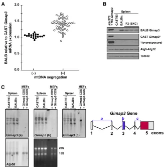 Figure 3 Gimap3the right, a graphical illustration of thecontrols for theloaded from MEFs ectopically expressing the codingsequence (CDS) of BALB/csemiquantitative RTa control probe for expression affects mtDNA segrega-tion in mouse spleen