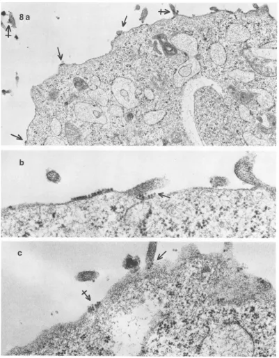 FIG.8.particlespatchviru8filipodia.MVM.surface.virus(c) Electron micrographs of the surface of A-9cells fixed-aftera 2-hexposureto 106 JiOS MVM per cell at 4'C.(a) Low magnification of A-9 cell showing several scattered patches of adsorbed The arrows indic