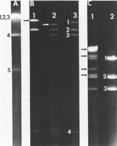 FIG. 2.RhoadesScheiblefromnumbersinend Results. Restriction cleavage maps of T5(+) DNA
