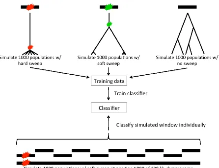 Figure S1   Strategy for classifying genomic windows as hard sweeps, soft sweeps, or evolving neutrally