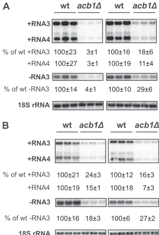 FIG 1 Deleting host ACB1 inhibits BMV RNA replication. BMV componentswere expressed under conditions that induced viral spherules (left panel) orlayer replication complexes (right panel) in wt cells