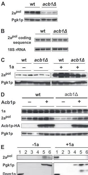 FIG 2 BMV 1a is associated with membranes and stabilizes RNA3 inteins were extracted from equal numbers of yeast cells expressing all BMVcomponents under spherule-forming conditions and analyzed by SDS-PAGEand immunoblot analyses with anti-1a antiserum and