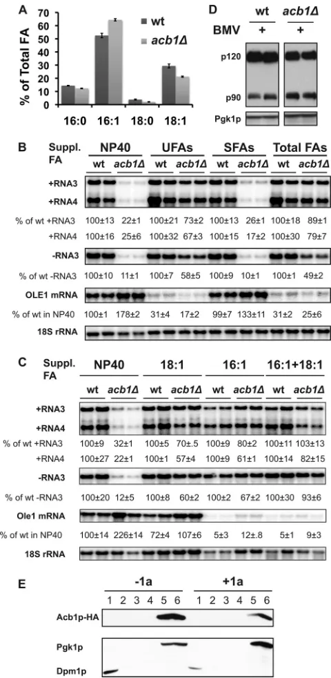 FIG 7 The BMV RNA replication defect is largely complemented by supple-mentation with long-chain unsaturated fatty acids