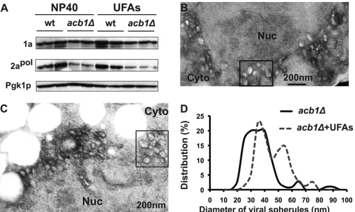 FIG 8 Supplementation with long-chain UFAs increases viral spherule diameter. (A) Supplementation with UFAs did not restore the accumulation of 2aacb1pol in� cells