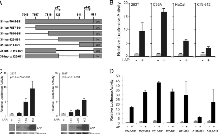 FIG 1 The C/EBP� isoform LAP activates HPV-31 late gene expression upon keratinocyte differentiation