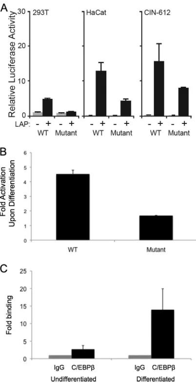 FIG 2 Localization of the C/EBPgram shows fold increases in luciferase activity upon keratinocyte differentia-tion of CIN-612 cells that were transfected with wild-type p31-luc-611–891 orp31-luc-611–891 containing a mutated C/EBP binding site at nt 794