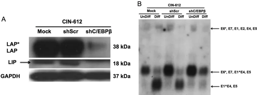 FIG 5 Lentivirus-mediated shRNA knockdown of C/EBPsigniﬁcantly reduced upon differentiation compared to shScr and mock-infected cells