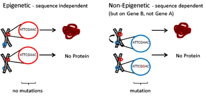 Figure 1 Imagine the expression of gene Ais dependent on the expression of gene B (atranscription factor or si/piRNA perhaps)