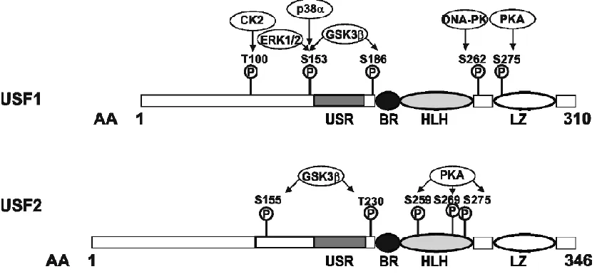 Figure 1. Functional domains and kinase sites of mouse USF1 and USF2.  