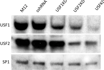 Figure 3. USF Knockdown in M12 cells. Western blot analysis of USF1 (upper panel) and USF2 nuclear protein levels (middle panel) in stable USF-depleted cells relative to parental M12 and sshRNA-transduced control cells