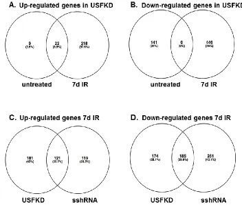 Figure 5. Gene expression response to USF depletion and IR. (A diagrams of genes that exhibit ≥2-fold increase in expression in USFKD cells or sshRNA cells 7 days post-IR,   Venn diagrams of genes that exhibit ≥2-fold increase decrease controls before and 