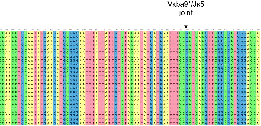 Figure 9. Representative sequence alignment of a portion of the cloned Vκba9*/Jκ5 rearranged antigen binding exons in USFKD using Unipro Ugene v1.26