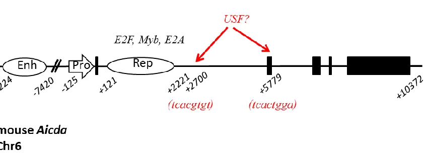 Figure 10. Schematic depiction of the mouse Aicda gene. Exons (filled boxes) and previously mapped transcriptional enhancer, promoter and repressor elements are indicated, along with transcription factors implicated in Aicda repression