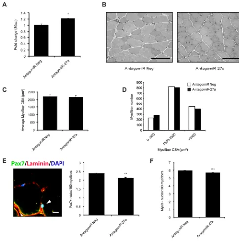 Figure 4. AntagomiR-mediated inhibition of miR-27a enhances endogenous Mstn expression and function in vivoMstnpAntagomiR Neg and AntagomiR-27a injected TA muscle from WT mice