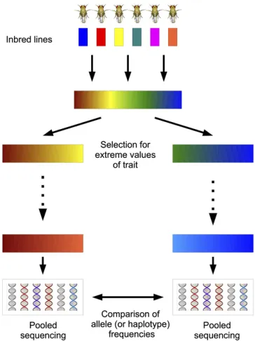 Figure 1 Evolve and resequence experiment. After initial neutral mixingof founders, individuals with extreme values of the trait are selected tocreate the next generation