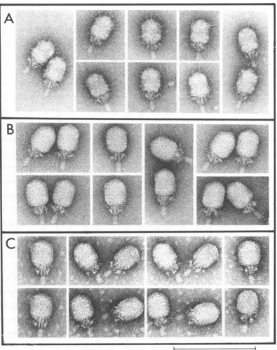 FIG. 4.914representshydevirions Electron micrographs of virions produced in infections with 029+ (A), mutant 900 (B), or mutant (C) and purified by cesium chloride density gradient centrifugation
