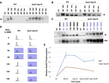 Figure 1 isw2 nhp10 cells display stronger checkpoint activity throughout S phase and into G2/M phase in the presence of MMS