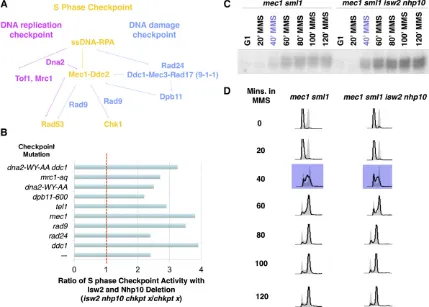 Figure 3 Isw2 and Ino80 function is independent of any single checkpoint factor downstream of RPA