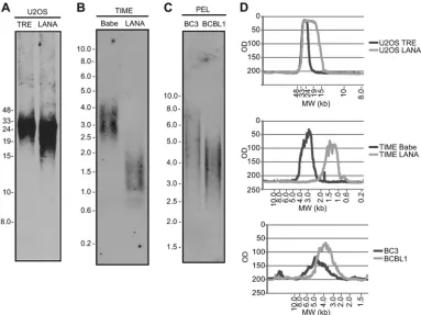 FIG 7 LANA induces telomere shortening. Telomere length analysis of DNA from U2OS-TRE and U2OS-LANA cell lines (A), from TIME-Babe and TIME-LANA cell lines (B), and from BC3 and BCBL1 cell lines (C)
