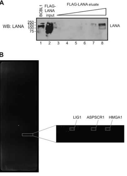 FIG 1 Expression of adenovirus 3� Flag-LANA and detection of LANA-interacting proteins on the protein array