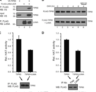 FIG 2 Validation of LANA interaction with HMGA1, HMGB1, TRF1, and PYGO2. (A) LANA interacts with HMGA1 and HMGB1