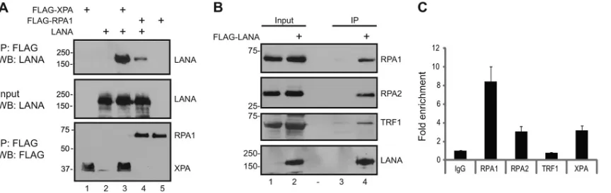 FIG 5 RPA1 and RPA2 interact with LANA and associate with the KSHV terminal repeats. (A) LANA interacts with XPA and RPA1