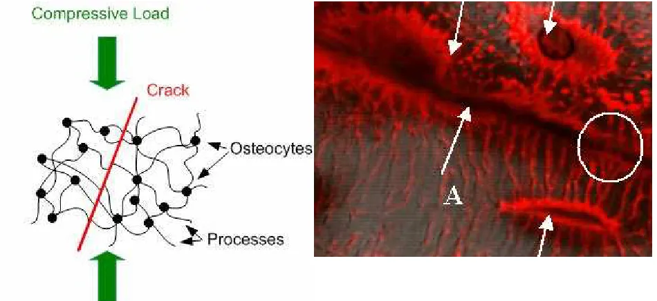 Figure 2: Schematic illustrating the Scissors Model. Laser scanning confocal image of a bone sample (width of picture = 50processes coming from them